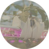 Horti- and agriculture