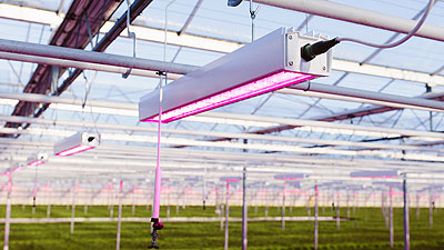 5 Selection Criteria for Design and Manufacturing of your Horticulture LED lamps